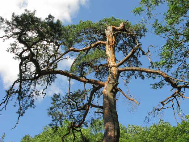 istock Very old, partly dry, curving tree against a blue sky background 1003350660