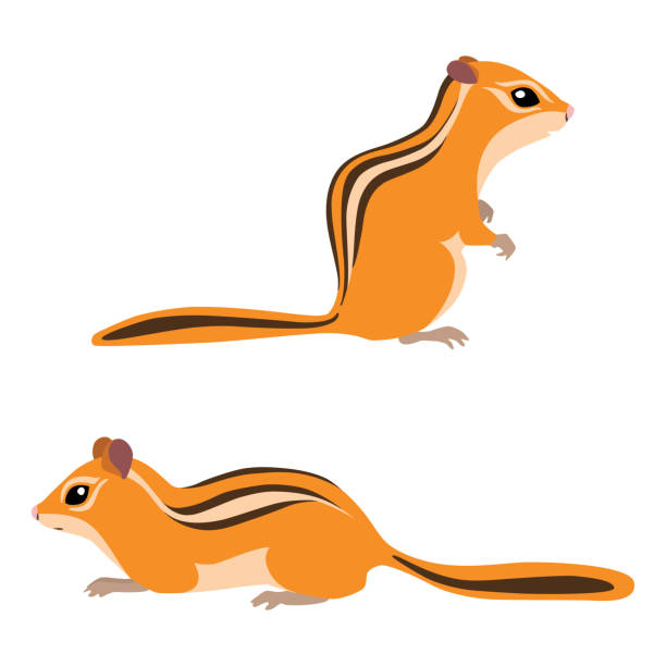 два бурундука - chipmunk stock illustrations