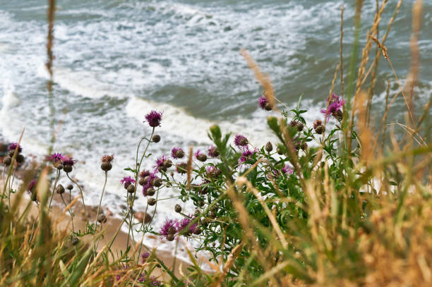 istock sea coast view from the cliff top, flowers Thistle on the beach 1003353218