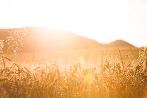istock Golden wheat field  blurred summer background 1003354472