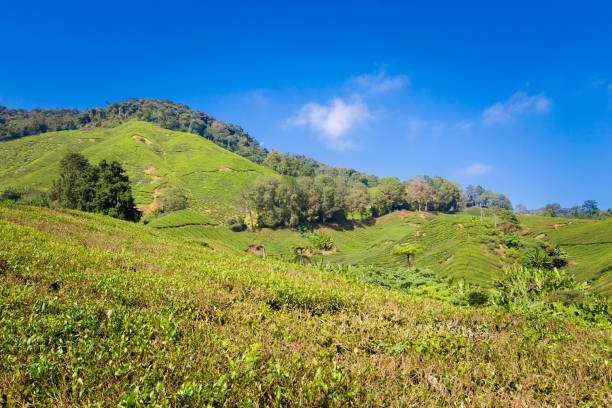 istock Cameron Highlands tea plantation Malaysia 1003358286