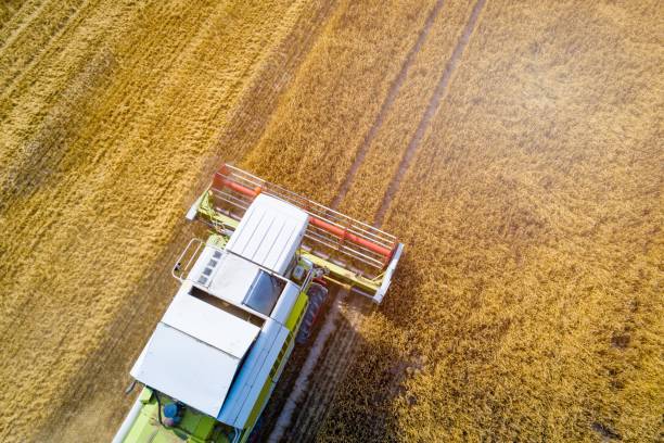 istock Drone view of harvester combine working on field. 1003358344