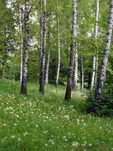 istock Lawn with green grass and slender white-black birches 1003358410