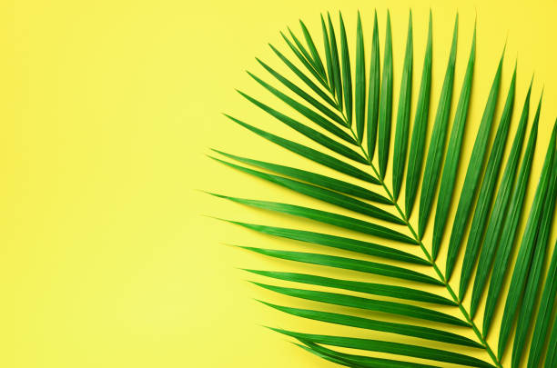 istock Tropical palm leaves on pastel yellow background. Minimal summer concept. Creative flat lay with copy space. Top view green leaf on punchy pastel paper 1003361152