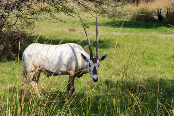 arabian oryx or white oryx (oryx leucoryx) medium-sized antelope with long, straight horns and tufted tail. natural habitat, uae. - oryx gazella leucoryx imagens e fotografias de stock