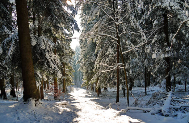 istock Snow-covered forest path with a huge number of coniferous trees on the sides 1003364332