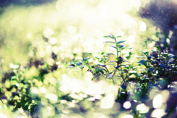 Green natural background, out of focus. Forest bokeh. Banner. Copy space. Blurred abstract texture. Summer concept. Wild nature.