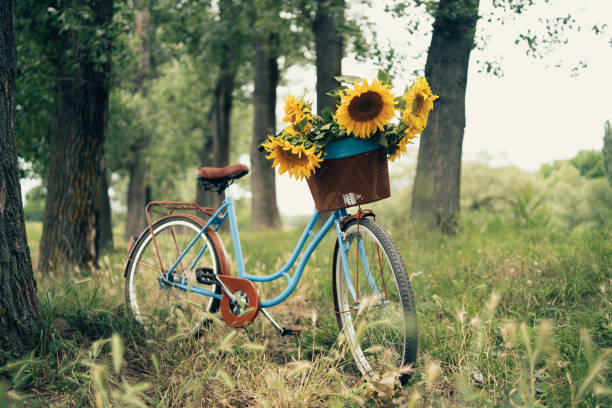 oldtimer fahrrad im freien - sunflower field scenics landscape stock-fotos und bilder