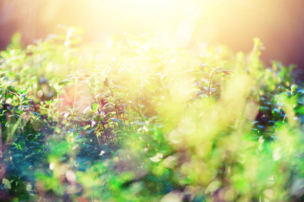 istock Green bokeh in morning light and sun leaks. Blurred abstract background. Summer concept. Bokeh defocused. Banner. Wild nature 1003367864