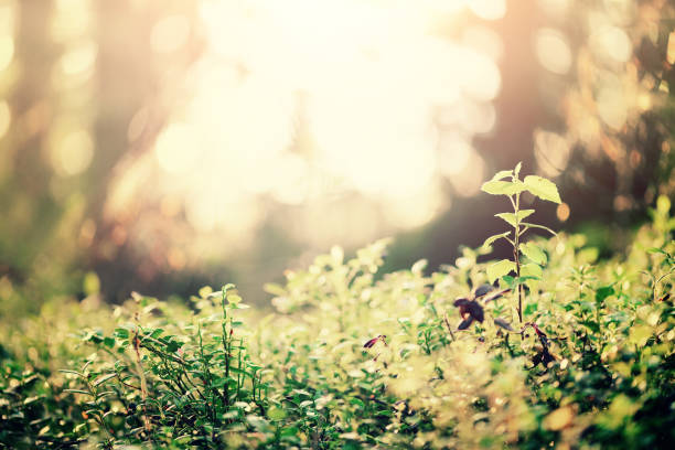 istock Blur green leaves with bokeh, abstract background. Banner. Wild nature 1003367936
