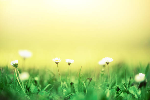 istock Field of daisy flowers. Fresh green spring grass with sun leaks effect, copy space. Soft Focus. Summer concept. Abstract nature background. Banner 1003368590