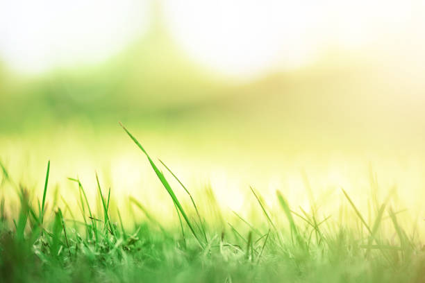 istock Fresh green spring grass with sun leaks effect, copy space. Soft Focus. Abstract nature background. Banner 1003368950
