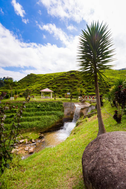 istock Cameron Highlands Bharat tea plantation 1003368970