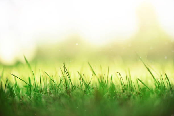 istock Fresh green spring grass with sun leaks effect, copy space. Soft Focus. Abstract nature background. Banner 1003368980