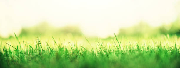 istock Fresh green spring grass with sun leaks effect, copy space. Soft Focus. Abstract nature background. Banner 1003369038