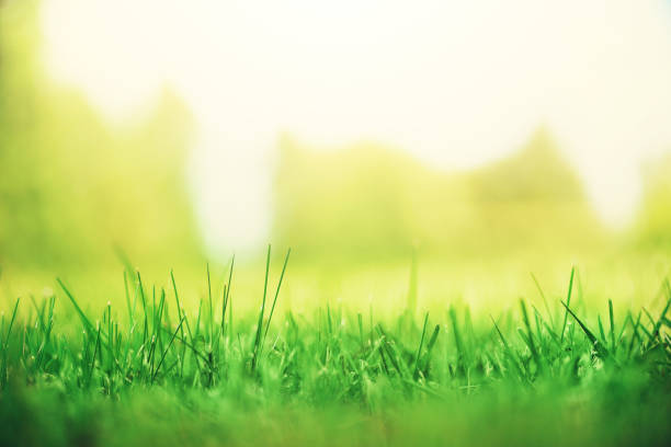 istock Fresh green spring grass with sun leaks effect, copy space. Soft Focus. Abstract nature background. Banner 1003369058