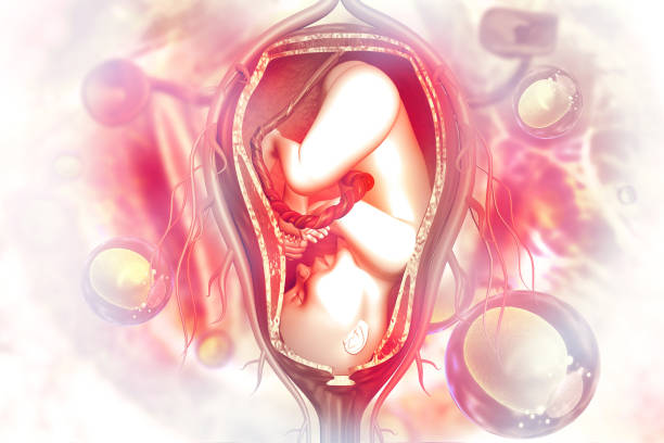 istock Human fetus on scientific background 1003369076