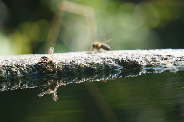istock Honey bee takes a rest and a drink 1003369080
