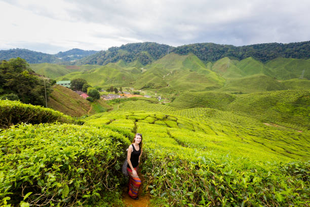 istock Cameron Highlands Bharat tea plantation 1003369480