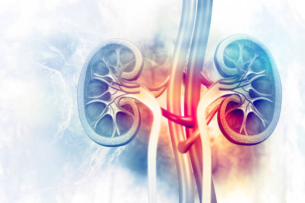 human kidney cross section on scientific background - suprarenal gland imagens e fotografias de stock