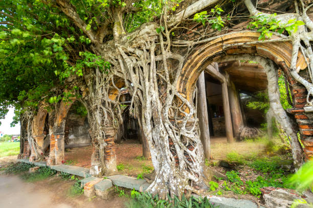 istock An ancient temple full of roots sticking Bodhi withstand over time 1003373200