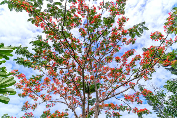 istock Red royal poinciana flowers bloom 1003373214