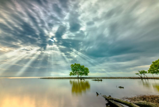 A pine tree is growing on the coast of the White Sea with a table and a bench built near and the rain falling in the background, White coast, Russia