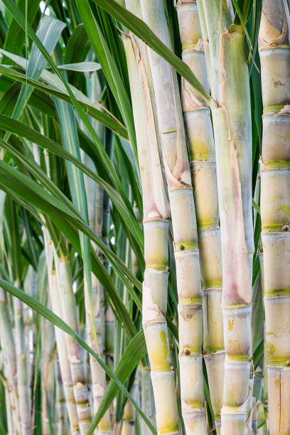 istock Sugar cane in the garden. 1003375700