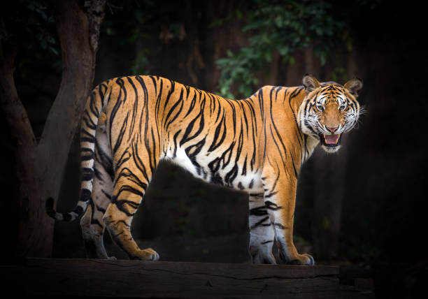 istock Tiger male standing in a natural. 1003375750
