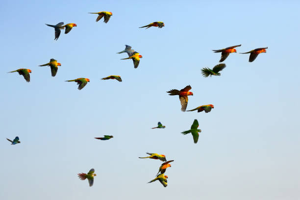 istock Colorful little parrots flying in the sky. 1003375806
