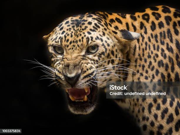 Leopard Is Roaring Stock Photo - Download Image Now - Leopard, Africa,  Animal - iStock