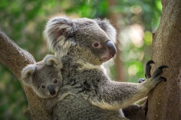 istock Mother and baby koala on a tree. 1003376174