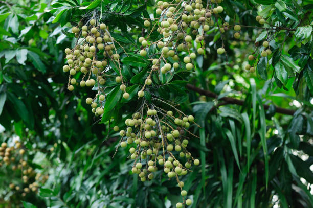istock longan tropical fruits in growth on tree 1003379486