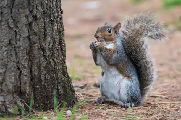 Photo of American squirrel