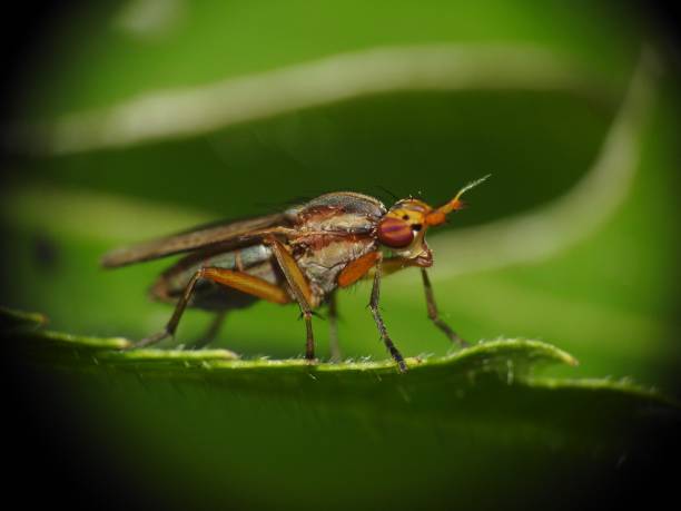 istock Limnia unguicornis 1003380800