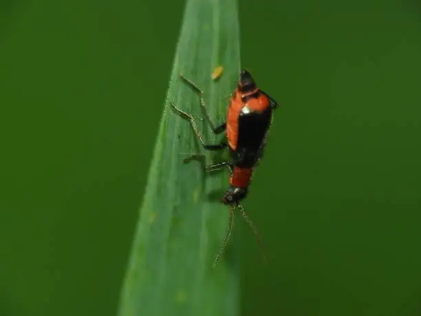 Photo of Tiny beetle