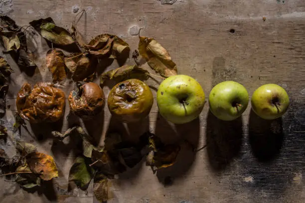 Photo of Rotten and fresh apple on background of wooden plank