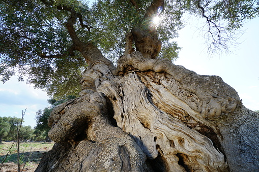 very old and talll olive tree in puglia, Italy with twisted trunks with blue sky, bright sunlight, back lit, sun breaking through the leafes