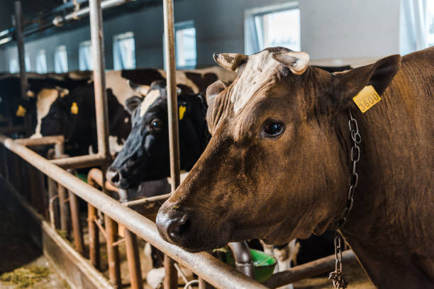 istock cows standing in row in stable at farm 1003389452