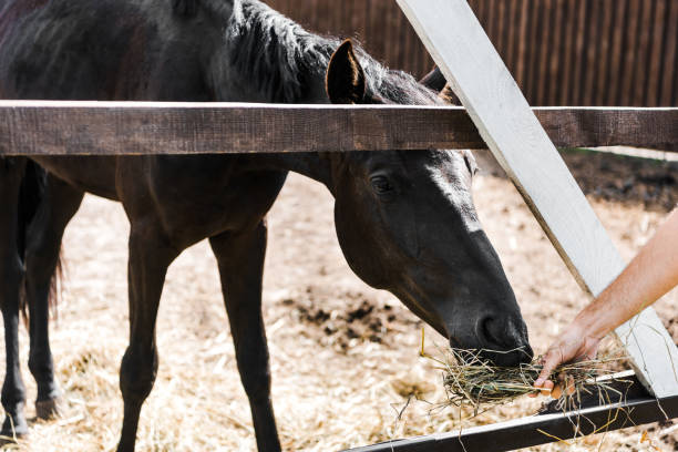 istock cropped image of farmer feeding black horse with hay in stable 1003389732