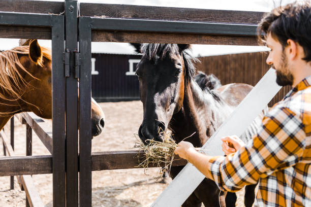 istock handsome farmer feeding horses with hay in stable 1003389742