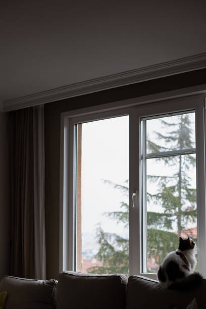 istock Fluffy white and gray cat is looking to outside from a window (selective focus) 1003390018