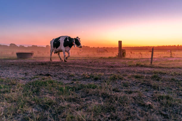 cow in the pasture during sunset