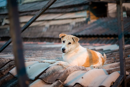 Beautiful dog relaxing on roof Bangkok. Pet animal of south east Asia.
