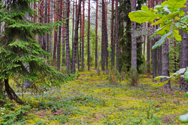 beleza natural em uma floresta de pinheiros com um tapete verde de musgo atapetar a terra entre as árvores - 6139 - fotografias e filmes do acervo