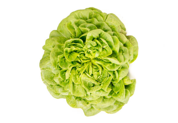istock Organic fresh Salanoca Descartes lettuce 1003394504