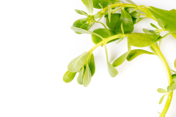 istock Organic healthy Green Purslane 1003394888