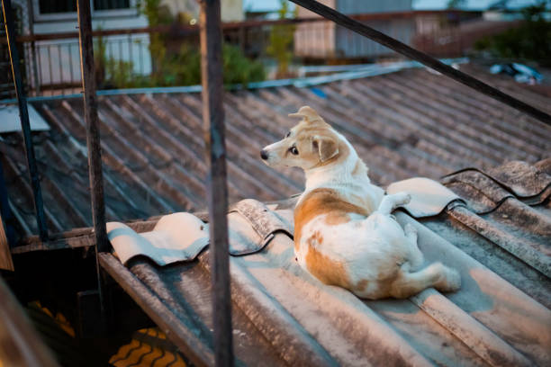 istock Dog relaxing on roof Bangkok 1003394942