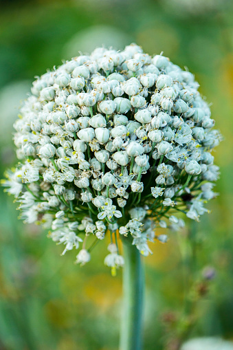 A beautiful bunch of white flowers with a high green stem on the background of a green stone