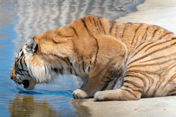 Harbin Siberian Tiger World China Wildcats Roam Free Day Stock Photo -  Download Image Now - iStock